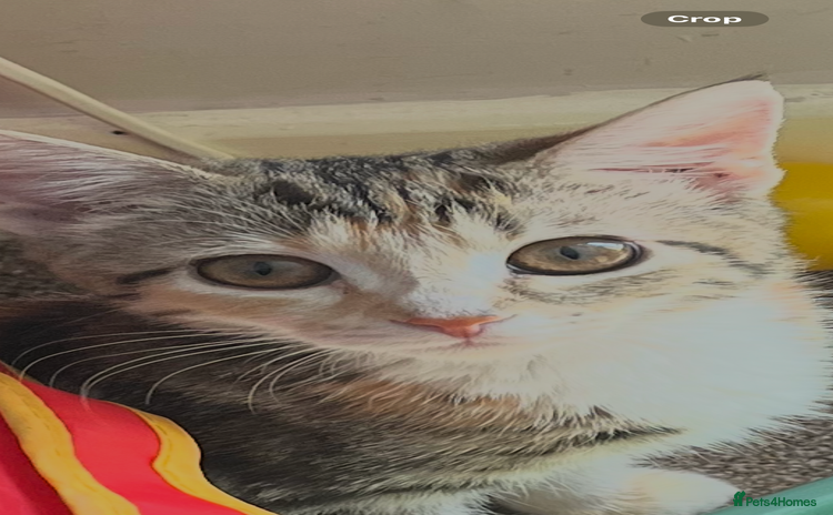 Mixed Breed cats for sale - Advert 1