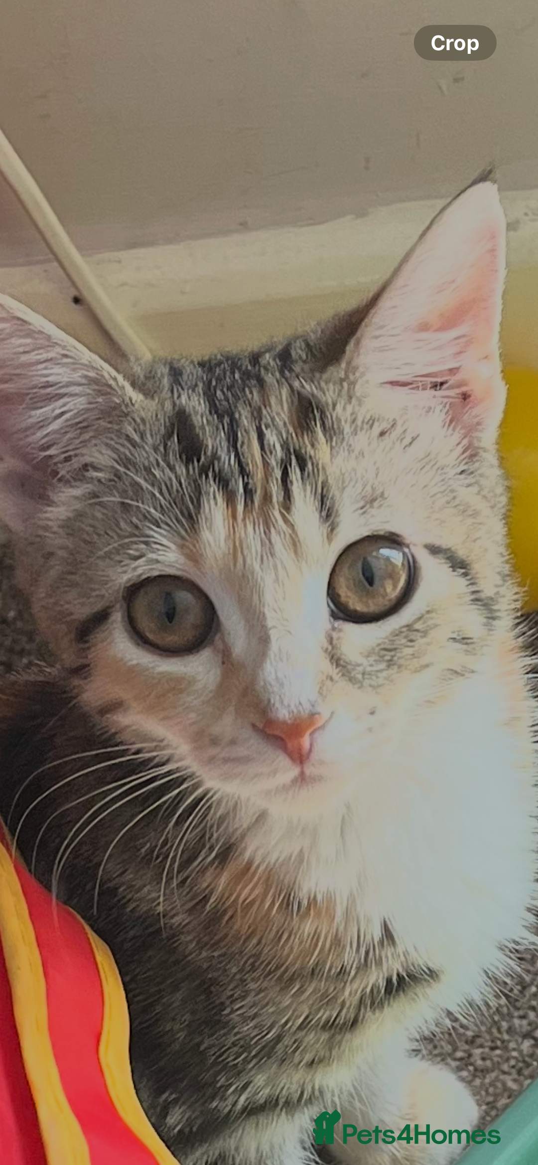Mixed Breed cats for sale: Kittens ready to go - Image 1