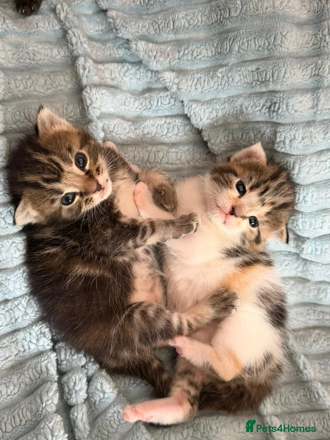 Maine Coon cats for sale: Beautiful Maine coon kittens  in Harlow - Advert 2