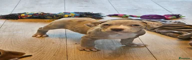 Mixed Breed Puppy 3