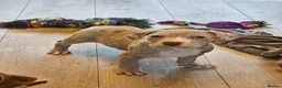 Mixed Breed dogs for sale: Stunning nam x Puppies Blue, Merle Dilute Lines - Advert 13