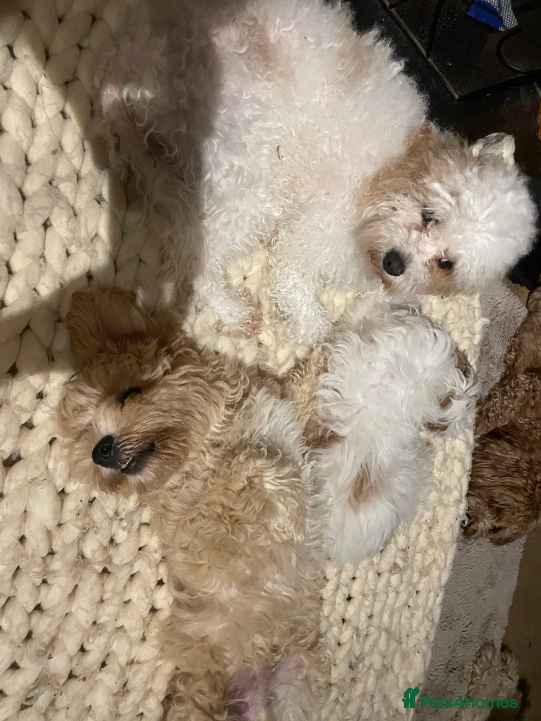 Cavapoo dogs for sale: Toy Cavapoo Puppies - Image 10