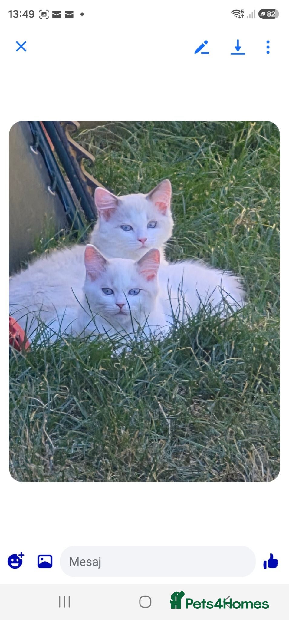 Ragdoll cats Two beautiful Ragdoll Girls - Advert 1