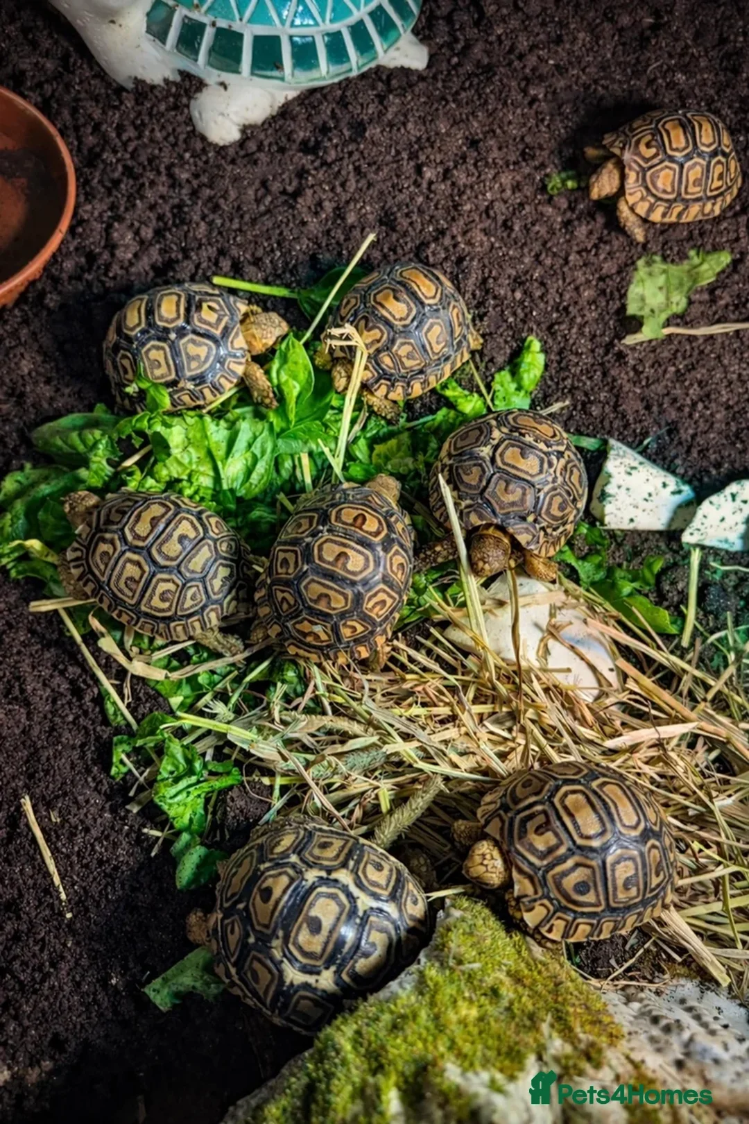 Tortoise reptiles for sale: Baby leopard tortoises and set ups - Advert 1