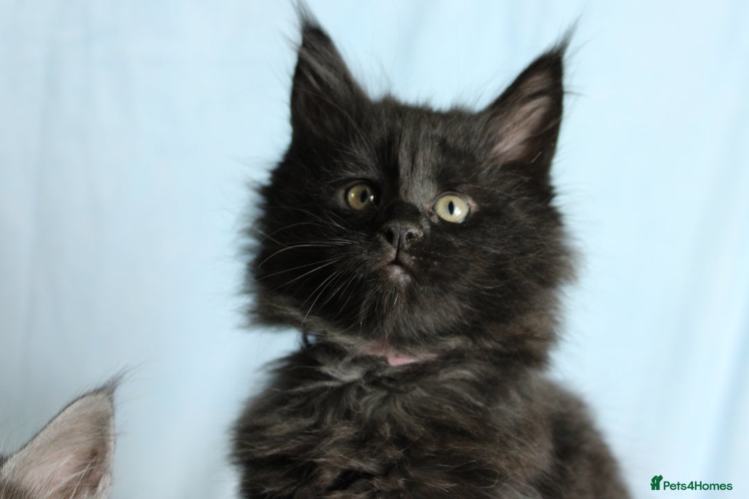 Maine Coon cats for sale: 🔥Stunning Maine Coon kittens🔥 - Image 12
