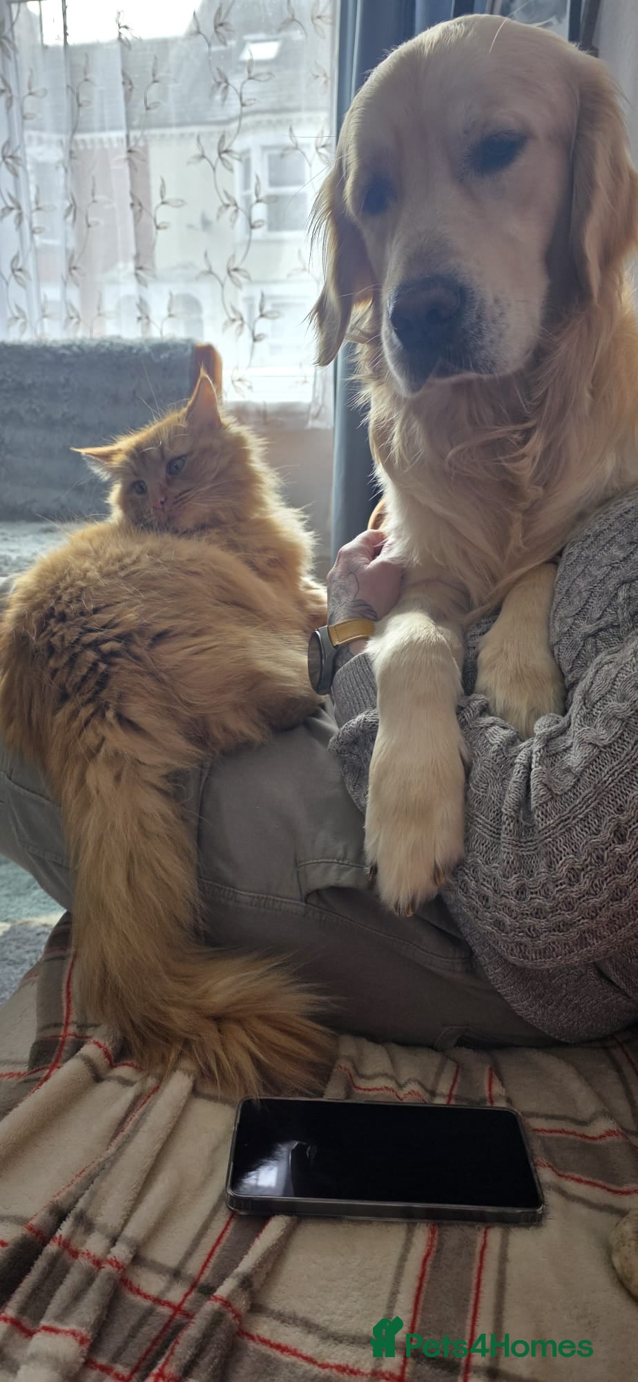 Golden Retriever dogs for sale: Loving 2-Year-Old Neutered Boy  - Advert 4