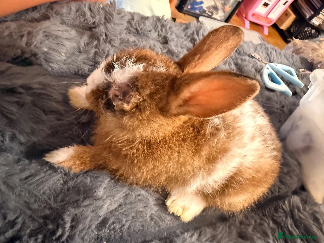 Mixed Breed rabbits for sale: Bunny for FREE - Advert 2