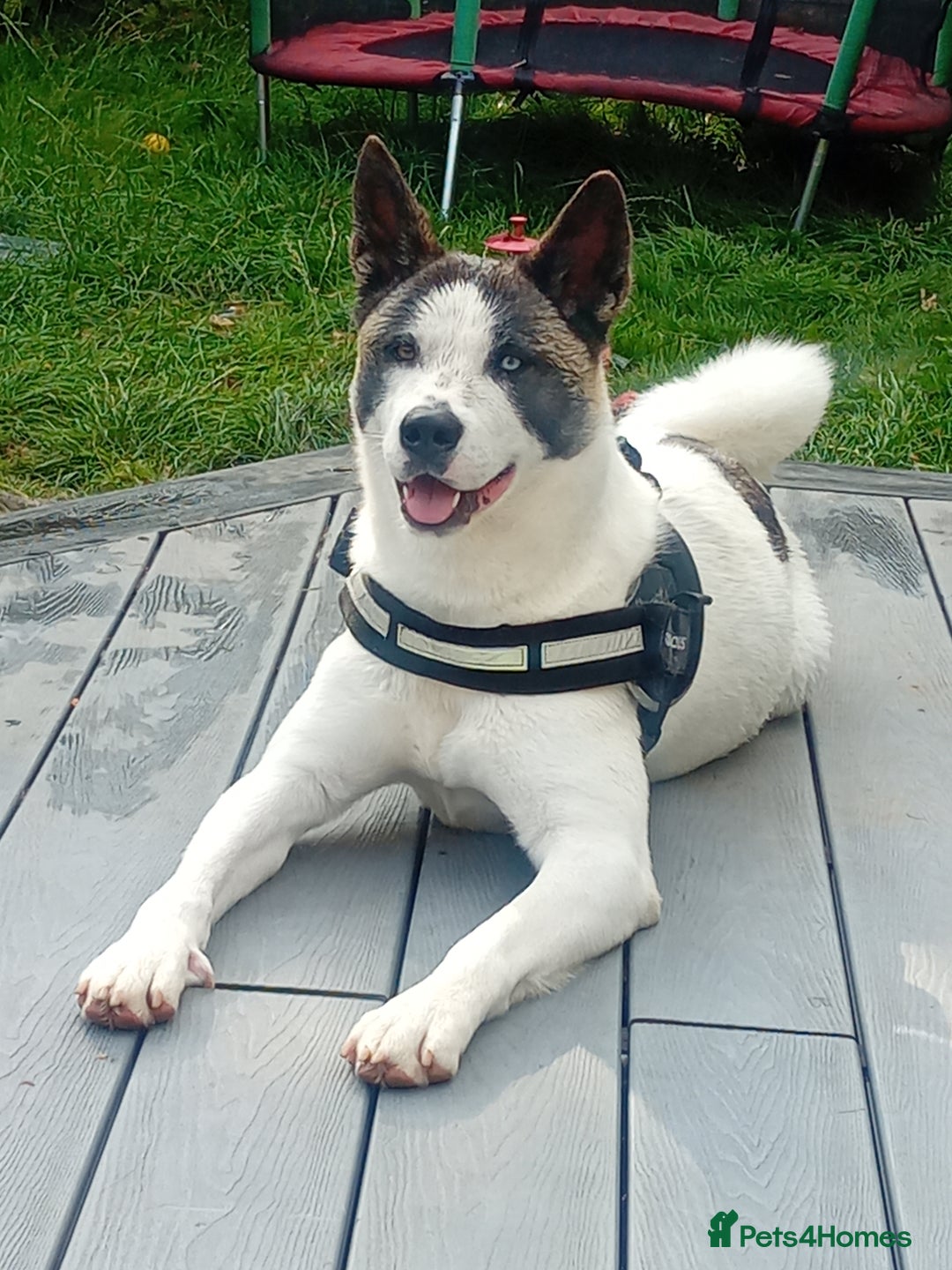 Huskita dogs for sale: Huski cross akita 3 years old female  - Image 1