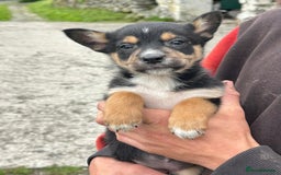 Mixed Breed dogs for sale: Collie X Kelpie puppies - Image 5