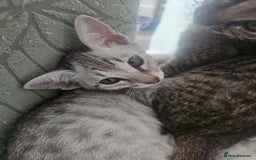 Savannah cats for sale: Savannah F6 kittens *Last one Left* - Image 20