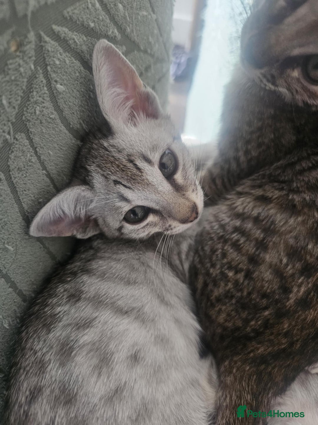 Savannah cats for sale: Savannah F6 kittens *Last one Left* - Image 20