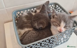 British Shorthair cats for sale: Beautiful Blue British Shorthair Kittens - Image 2