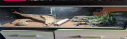 Leopard Gecko reptiles for sale: Leopard Gecko - Advert 2
