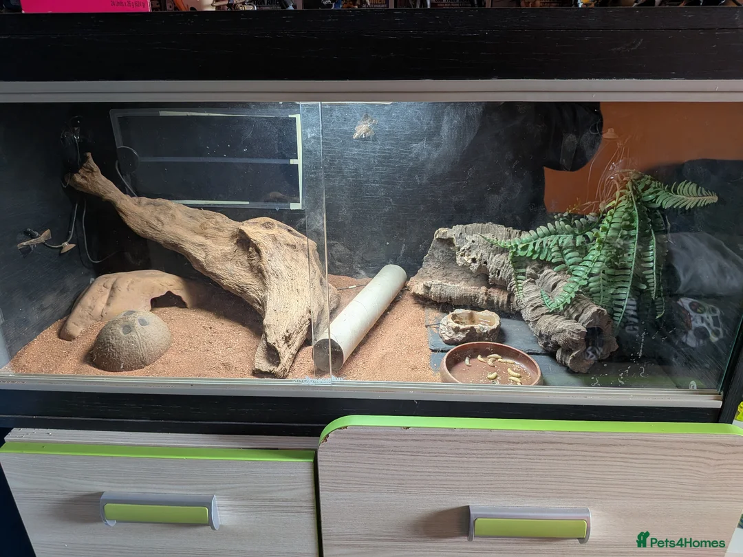 Leopard Gecko reptiles for sale: Leopard Gecko - Advert 2