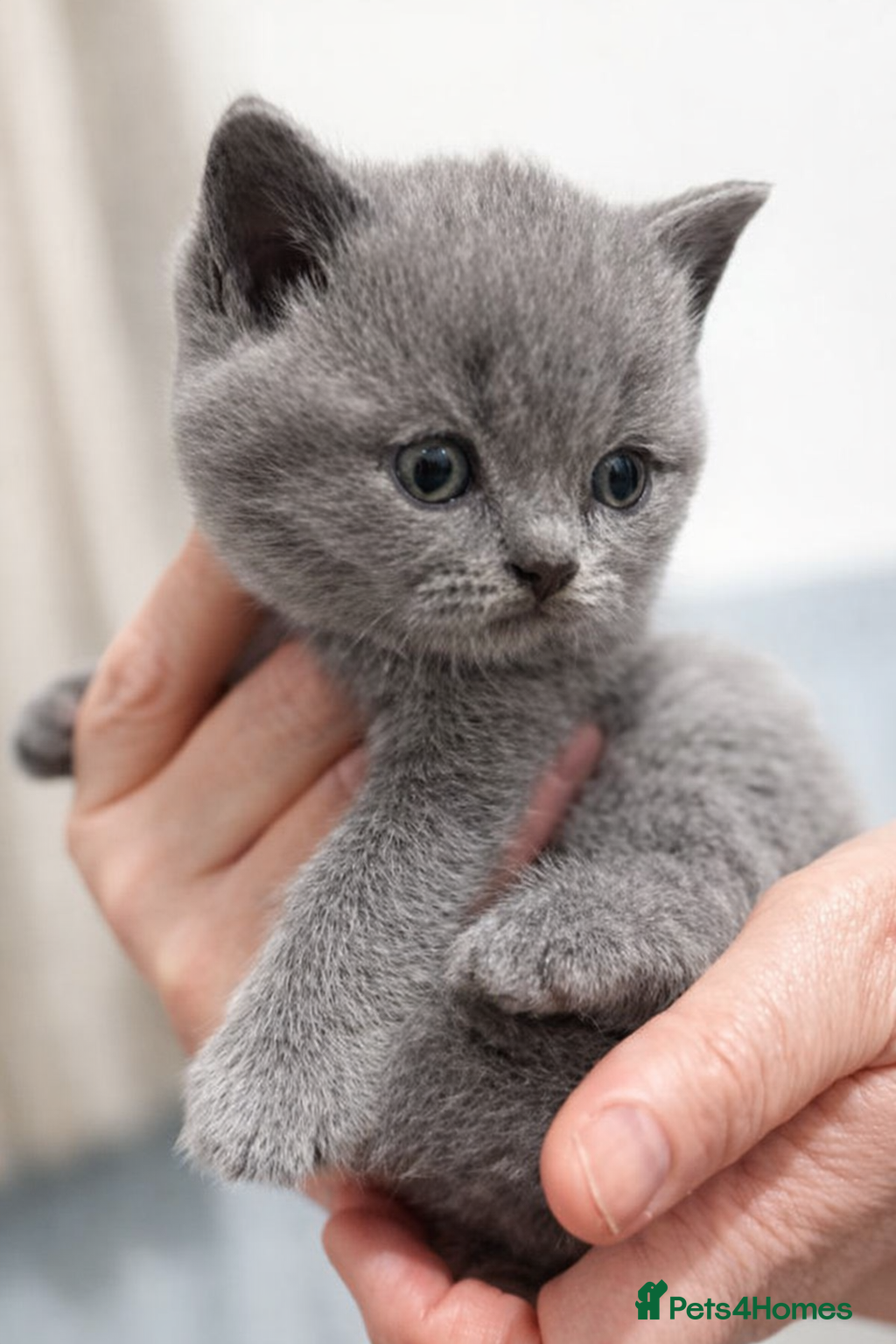 British Shorthair cats 🏆CHAMPION BLOODLINES🏆.British Shorthair Kittens. - Advert 9