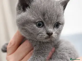 British Shorthair cats 🏆CHAMPION BLOODLINES🏆.British Shorthair Kittens. - Advert 3