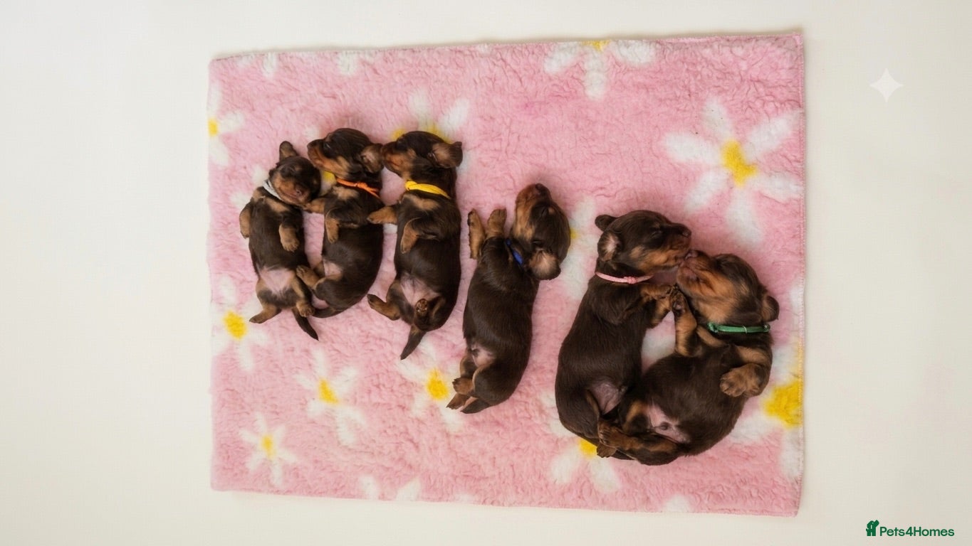 Miniature Dachshund dogs Stunning 5 ⭐️ long-haired miniature dachshunds - Advert 1