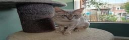 Bengal cats for sale: F6 Tica Reg Bengals - Advert 20