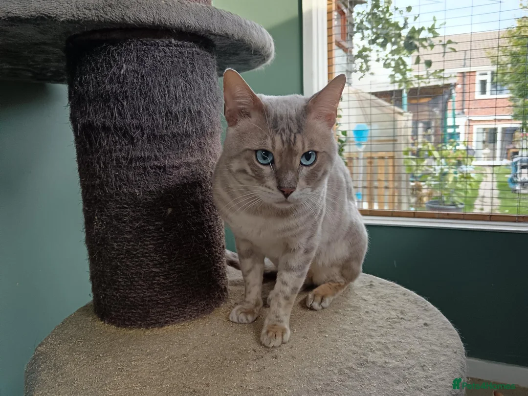 Bengal cats for sale: F6 Tica Reg Bengals - Advert 20