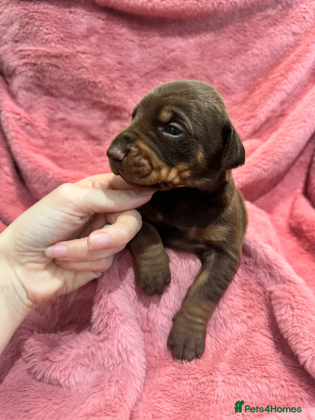 Dobermann dogs for sale: Brown and tanned Doberman puppies KC registered   - Advert 18