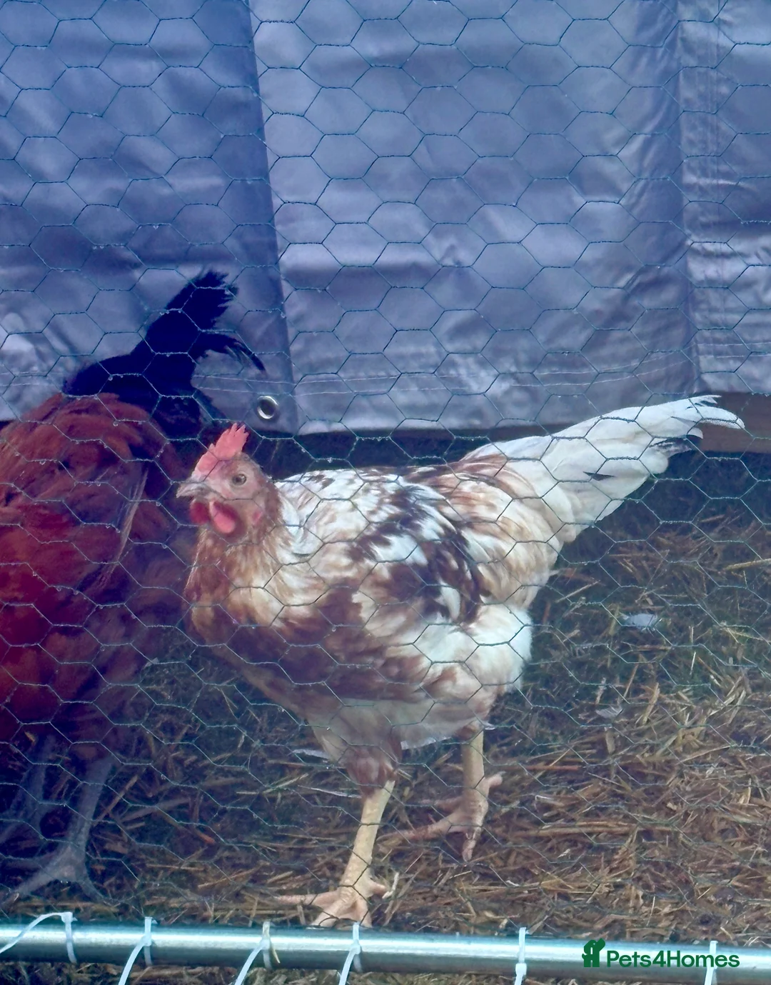 Chickens poultry for sale: friendly 12 week old cockerel  - Advert 1