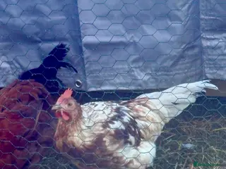 Chickens poultry friendly 12 week old cockerel - Advert 1