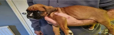 Boxer 3
