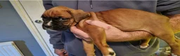 Boxer dogs for sale:  KC GENERATIONS CHAMPION LINES BOXER PUPS!! in Leicester - Advert 2