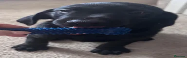 Labrador Retriever 4
