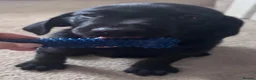 Labrador Retriever dogs for sale: READY FOR THEIR FOREVER HOMES EXCELLENT KC LABS - Advert 6