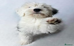 Old English Sheepdog dogs for sale: Kennel Club Reg Old English Sheepdog Puppies - Image 1