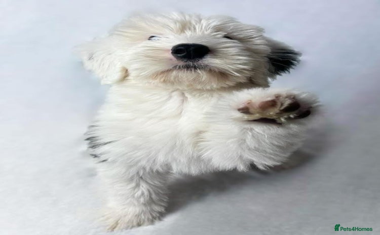 Old English Sheepdog dogs - Advert 1