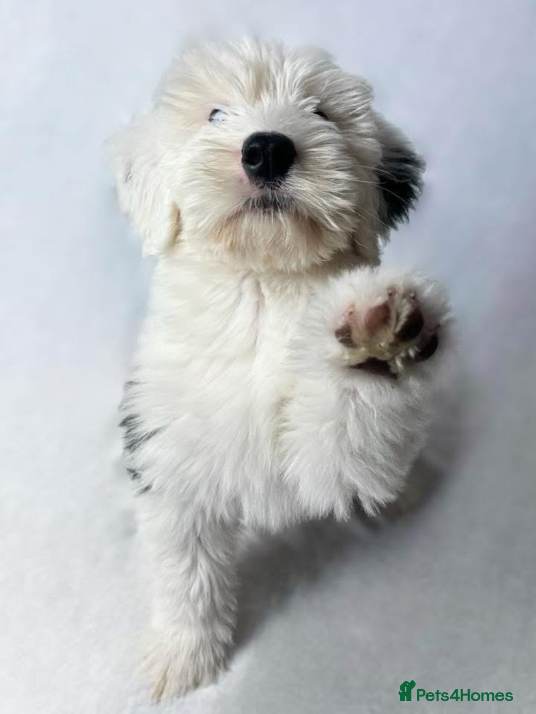 Old English Sheepdog dogs for sale: Kennel Club Reg Old English Sheepdog Puppies - Image 1