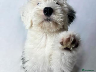 Old English Sheepdog dogs Kennel Club Reg Old English Sheepdog Puppies - Advert 2