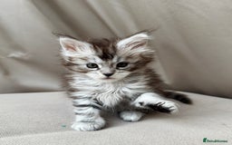 Maine Coon cats for sale: Maine coon girl - Image 4