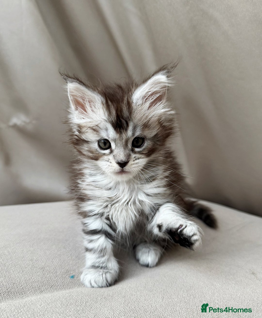Maine Coon cats for sale: Maine coon girl - Image 4