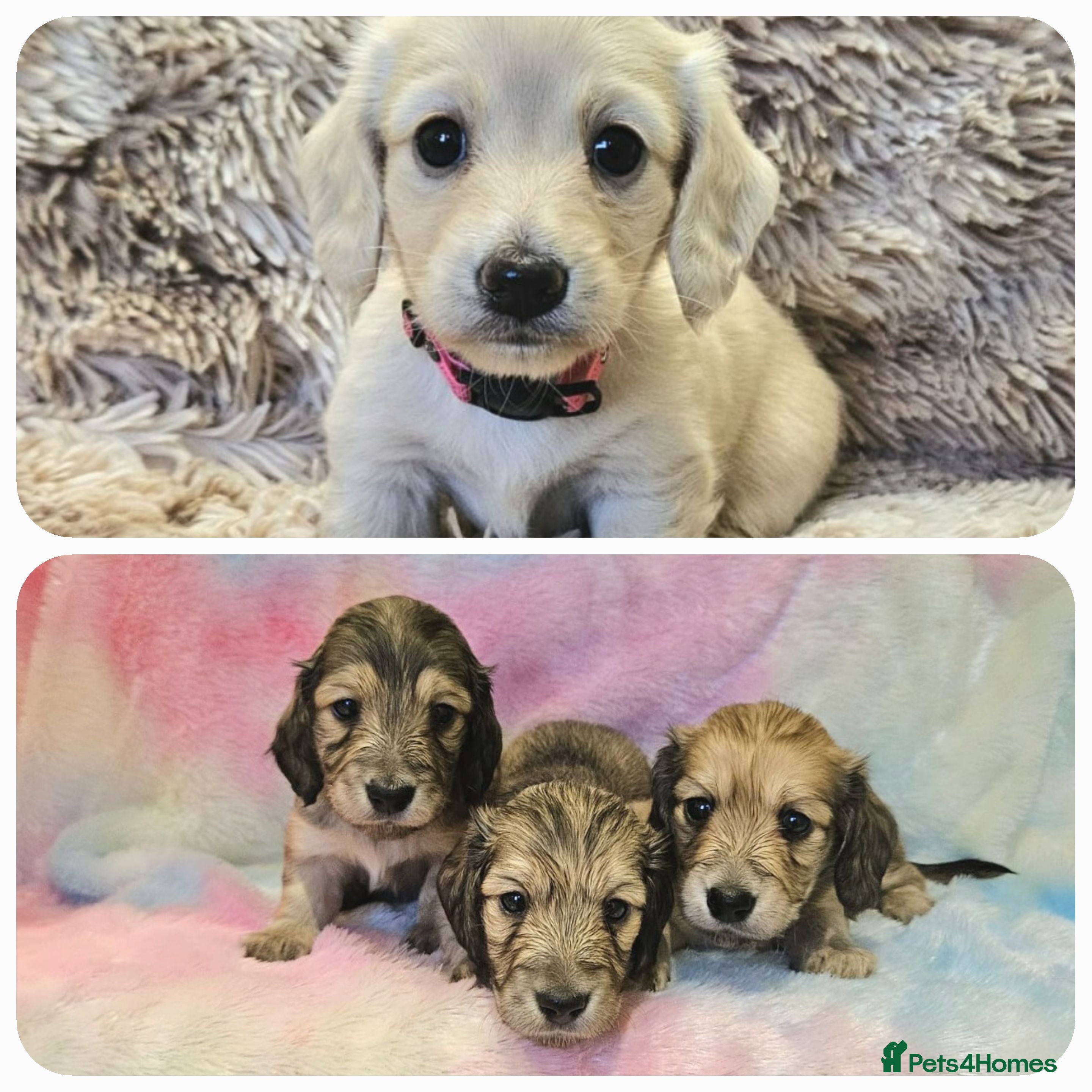 Miniature Dachshund dogs Beautiful long haired mini dachshunds - Advert 5