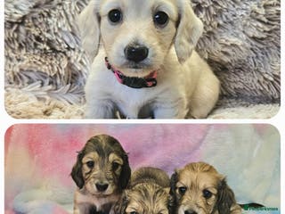 Miniature Dachshund dogs Beautiful long haired mini dachshunds - Advert 5