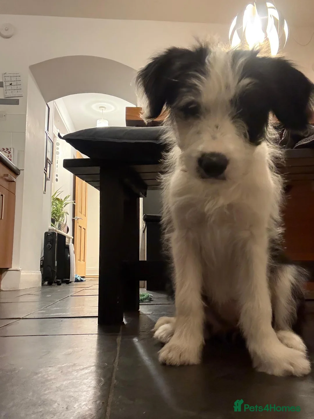 Bearded Collie dogs for stud: Working Bearded Collie for Stud. - Advert 8