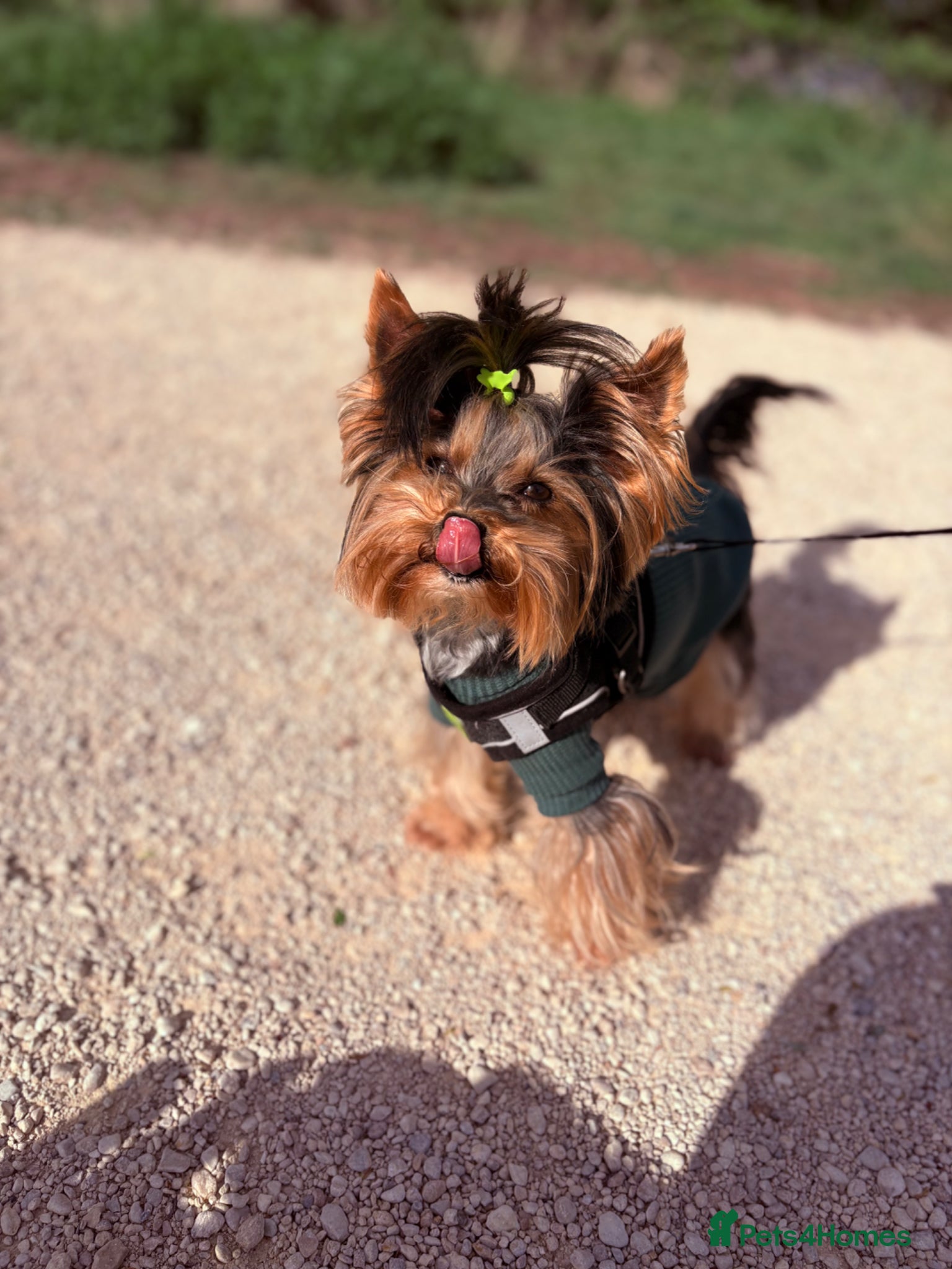 Yorkshire Terrier dogs ABSOLUTELY ADROBLE TINY BOY ONLY FOR STUD DUTY!! - Advert 3