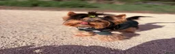 Yorkshire Terrier dogs for stud: ABSOLUTELY ADROBLE TINY BOY ONLY FOR STUD DUTY!! - Advert 2