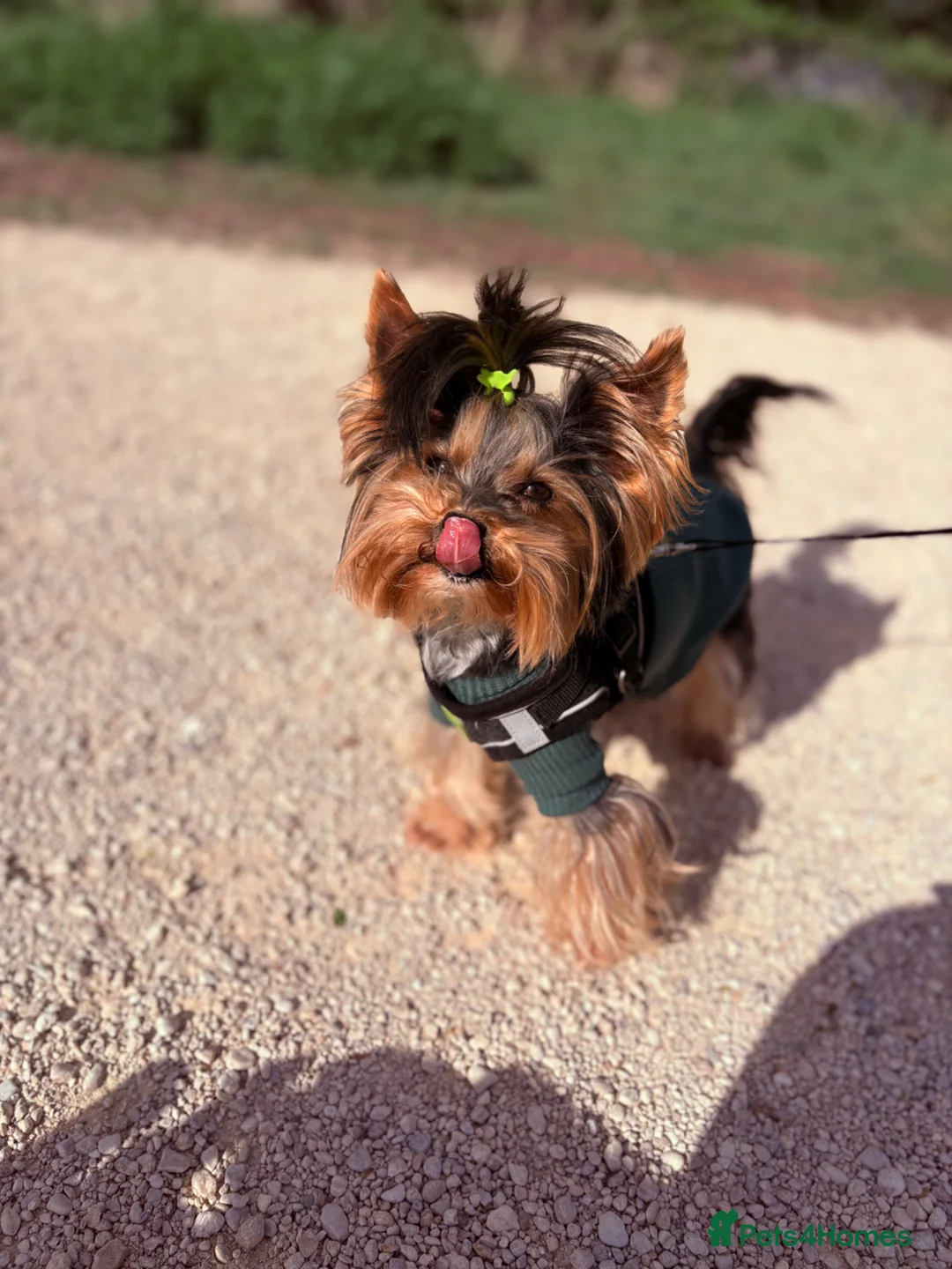 Yorkshire Terrier dogs for stud: ABSOLUTELY ADROBLE TINY BOY ONLY FOR STUD DUTY!! - Advert 2