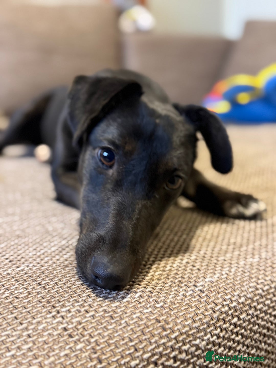 Dachshund dogs for adoption: Cute Lolita looking for LOVE  - Advert 14