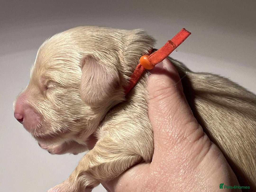 Miniature Dachshund dogs for sale: 5*Licensed+CREAMLONGHAIR+KCreg+PRACLEAR+Vetchecked - Advert 10