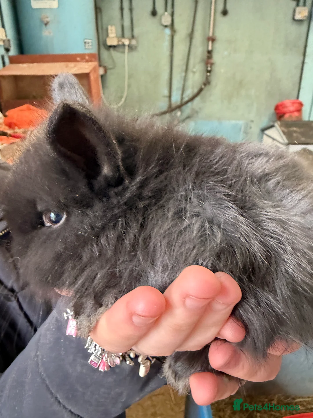 Lionhead rabbits for sale: Pure Lionhead babies 1 x boy 1x girls  - Advert 4