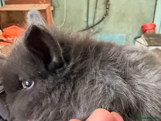 Lionhead rabbits Pure Lionhead baby 1 x boy 7 weeks old - Advert 14