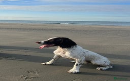 English Springer Spaniel dogs for sale: Rehoming male springer spaniel  - Image 2