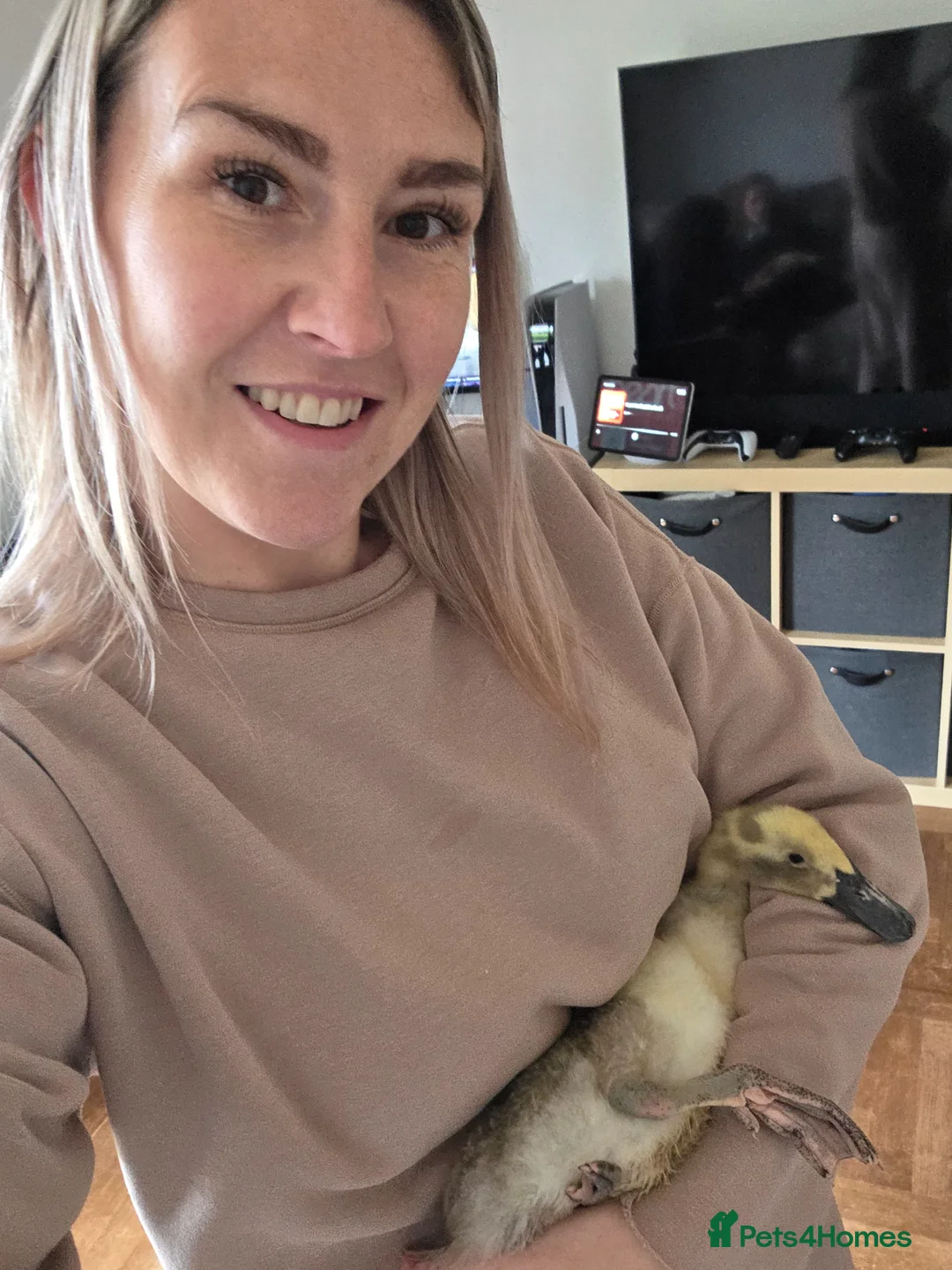 Ducks poultry for sale: 2 baby runner ducks  in Hemel Hempstead - Advert 5