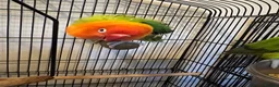 Lovebirds birds for sale: 2 lovebird pairs and cage for sale. in Brierley Hill - Advert 16