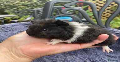 Guinea Pig rodents - Advert 5